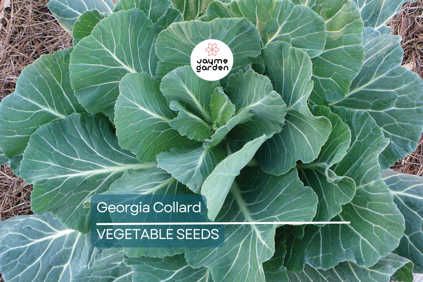 2,000 Georgia Collard Seeds – Heirloom, Non-GMO, Cold & Heat Tolerant, Free Shipping