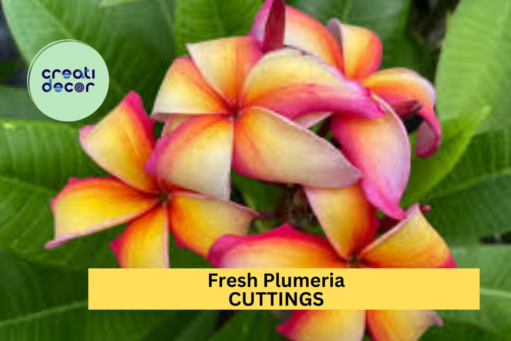 1 Fresh Plumeria Cutting 12"+ Unrooted | Frangipani Flower Cutting for Planting | Tropical Garden Tree Starter | Ships from USA