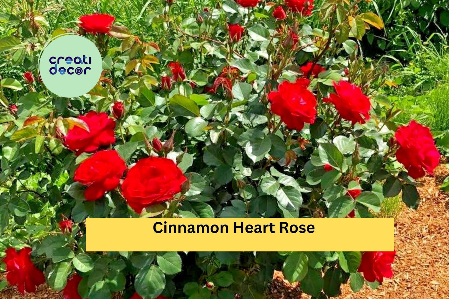 Cinnamon Heart Rose Starter Set | 4 Rooted Live Cuttings | Fragrant Flowering Rose Bush Plants for Outdoor Garden Landscaping