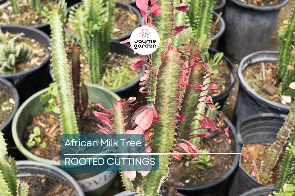African Milk Tree (Euphorbia trigona) 4–8" Rooted Cutting | Low-Maintenance Succulent | Indoor/Outdoor Plant | Striking Red Color