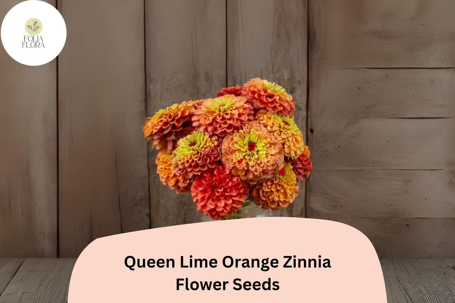 100+ Queen Lime Orange Zinnia Seeds – Unique Peach-Orange Blooms for Garden Planting, Borders & Cut Flowers