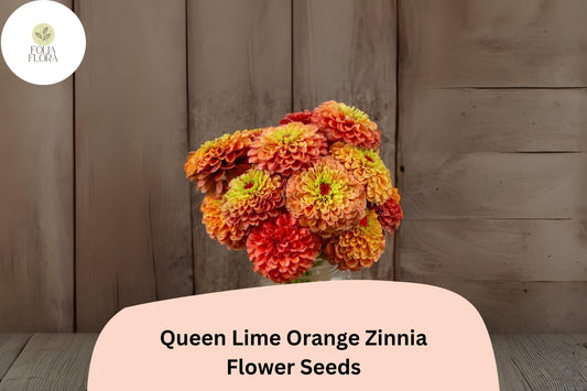 100+ Queen Lime Orange Zinnia Seeds – Unique Peach-Orange Blooms for Garden Planting, Borders & Cut Flowers