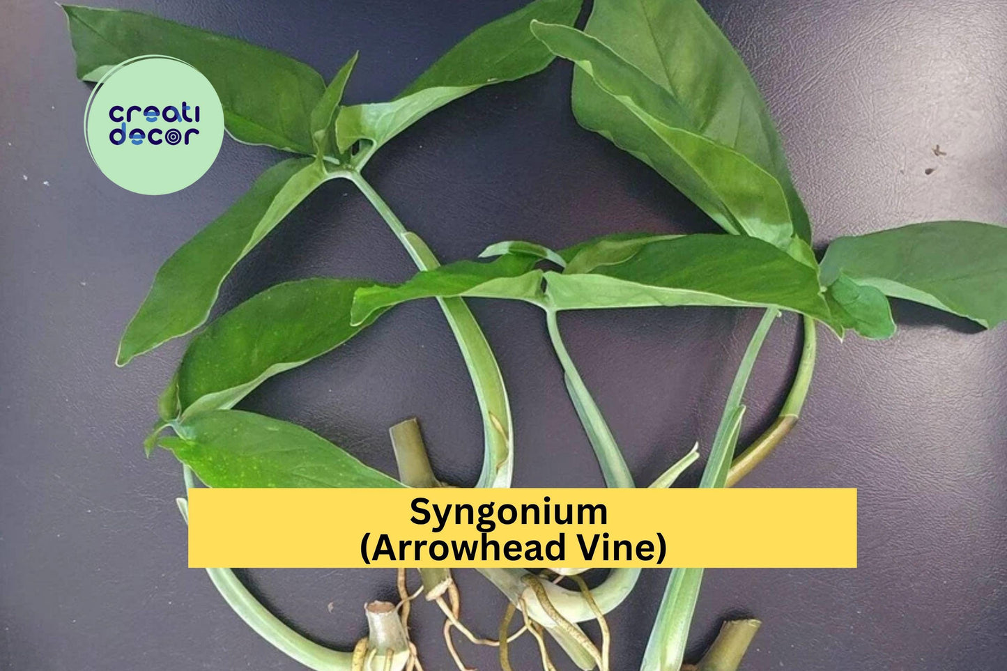 Rare Green Syngonium | 5 Air-Rooted Leaf Cuttings | Easy Propagation Indoor Plant Starter