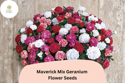 25+ Maverick Mix Geranium Seeds for Garden Planting – Pink, White, Red Flowers, Hardy Perennial
