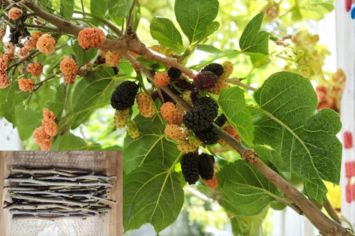Black Mulberry 30 Cuttings 12 Inch (Morus nigra) Unrooted Large Fruit