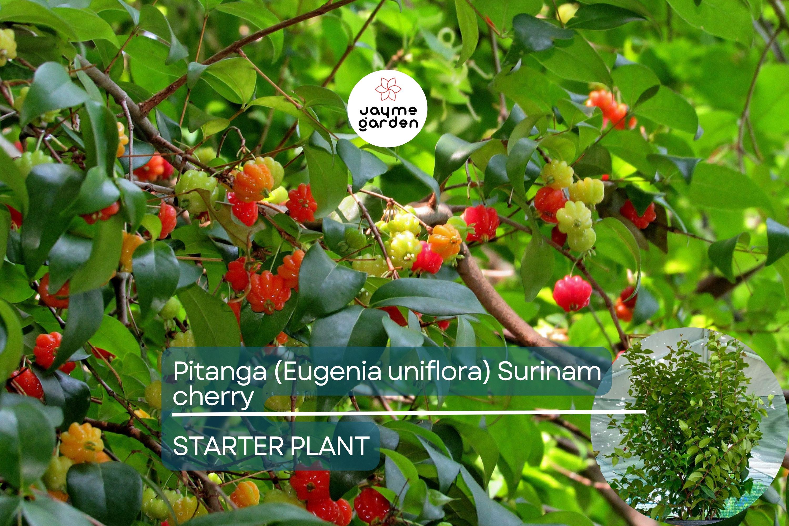 Pitanga (Eugenia Uniflora) Surinam Cherry Tree 2’-3’ – Tropical Fruit Tree with Tangy Delights