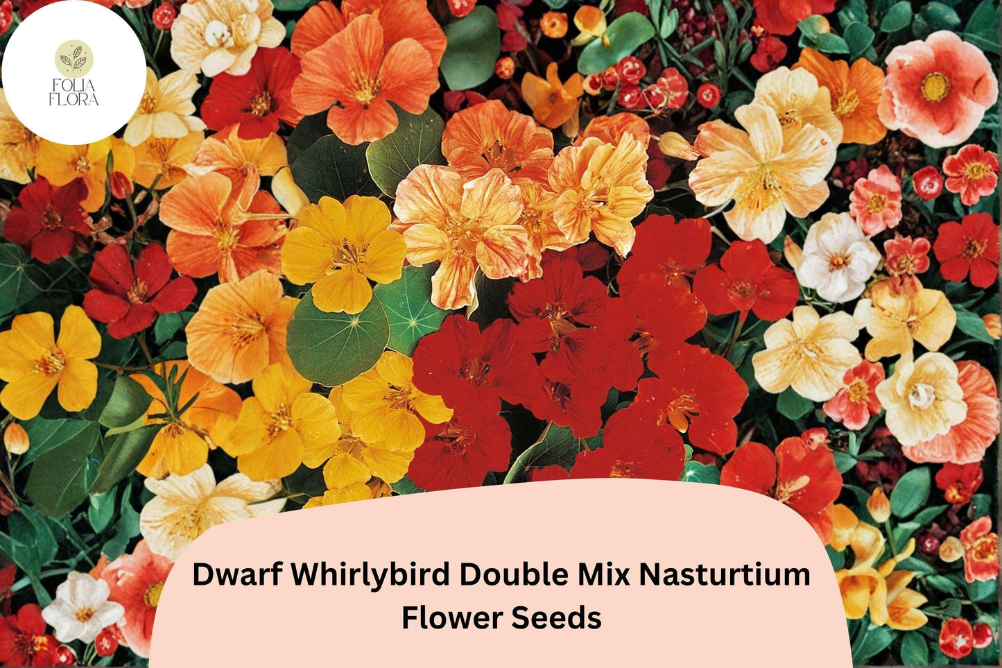50+ Dwarf Whirlybird Double Mix Nasturtium Seeds | Tropaeolum majus | Compact Double Blooms