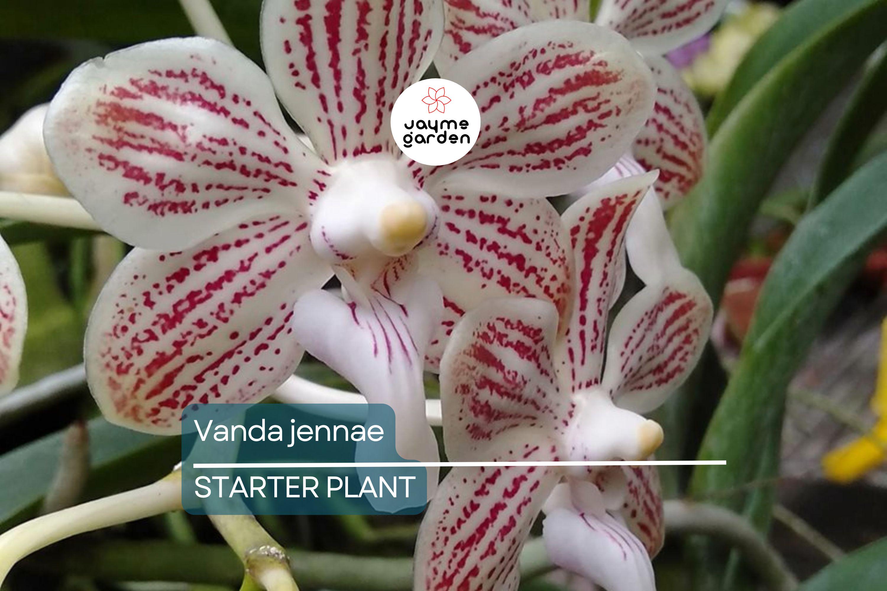 Orchid Species Vanda Jennae Seedling | Rare 6-Inch Potted Orchid for Indoor & Outdoor Growth | Exotic Tropical Orchid Plant