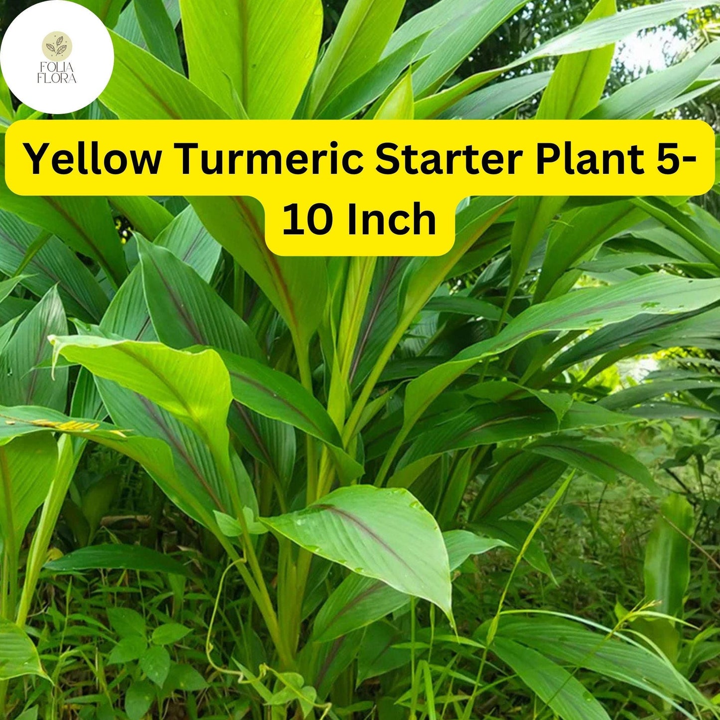 1 Yellow Turmeric Live Plant, Curcuma longa, 5-10 Inch Flowering Ginger Root