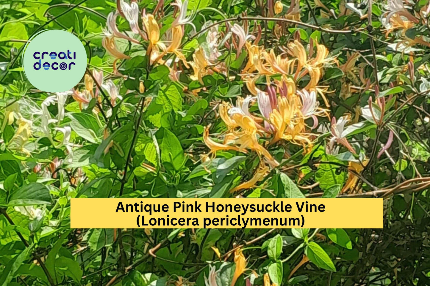 Antique Pink Honeysuckle Vine | Lonicera periclymenum | 2 ft Bare Root Live Fragrant Climbing Plant