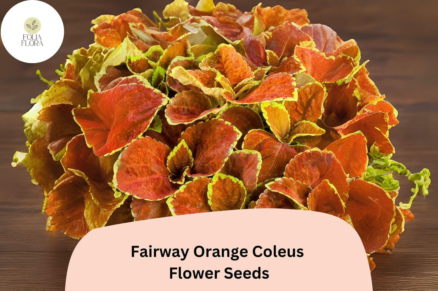 25+ Fairway Orange Coleus Seeds for Planting | Bright Shade Plant | Colorful Foliage Annual | Garden Bedding Seeds
