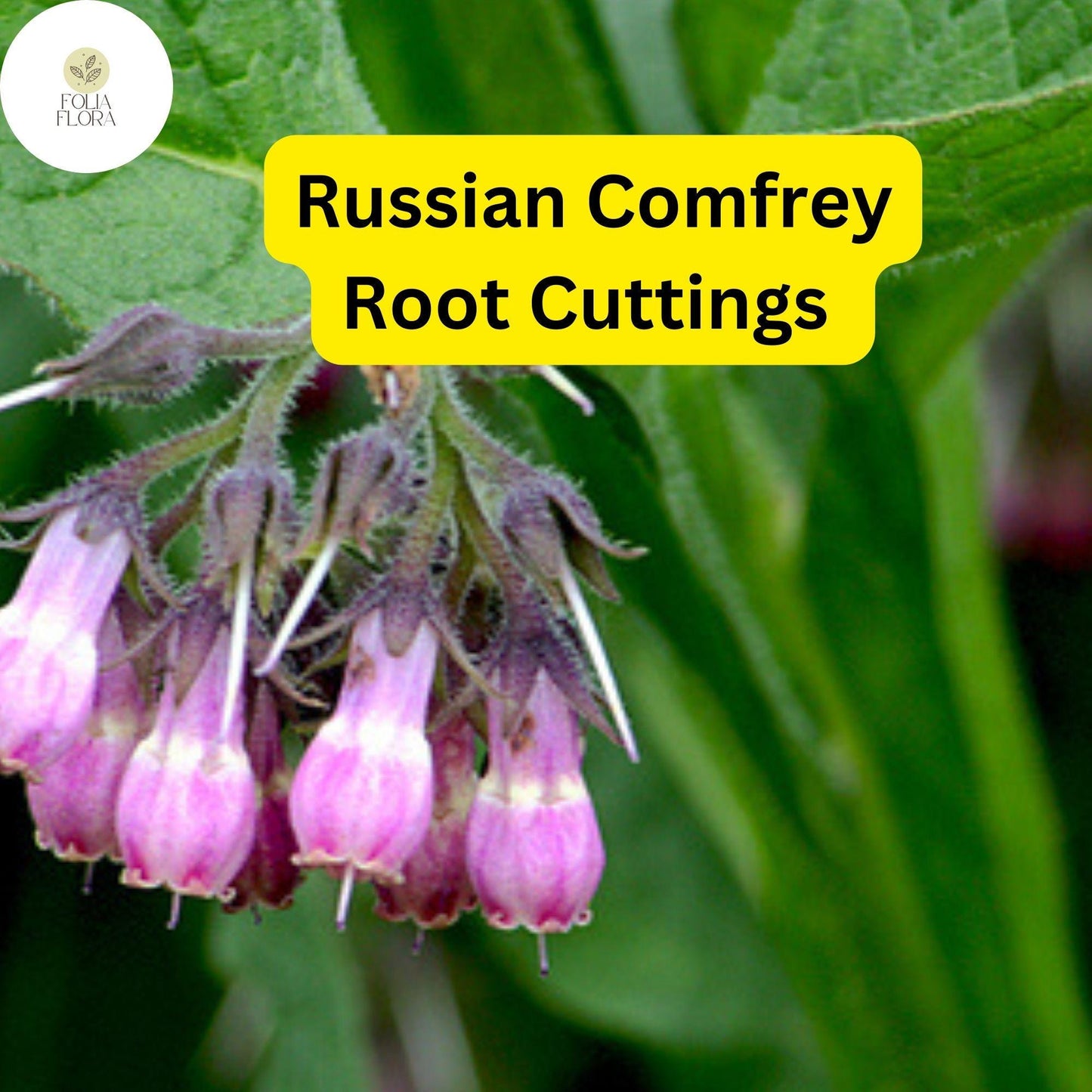 Live Root Cuttings Russian Comfrey - Bocking 4 Cultivar - Perennial Garden Plant