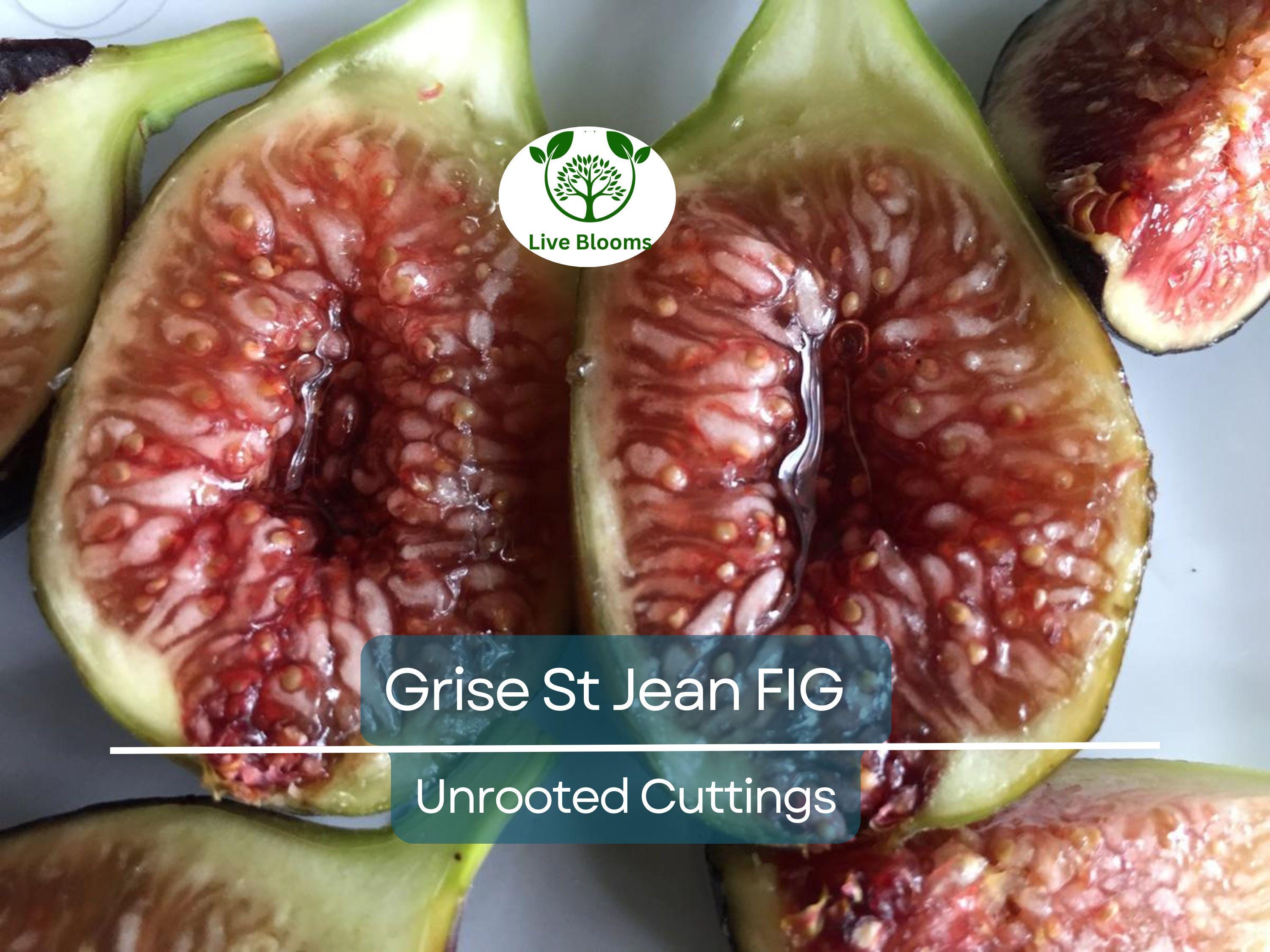 3 Unrooted Fig Tree Cuttings "Grise St Jean" - 6-8” Early & Tasty Figs, 3 Nodes - Fruit Tree for Sale