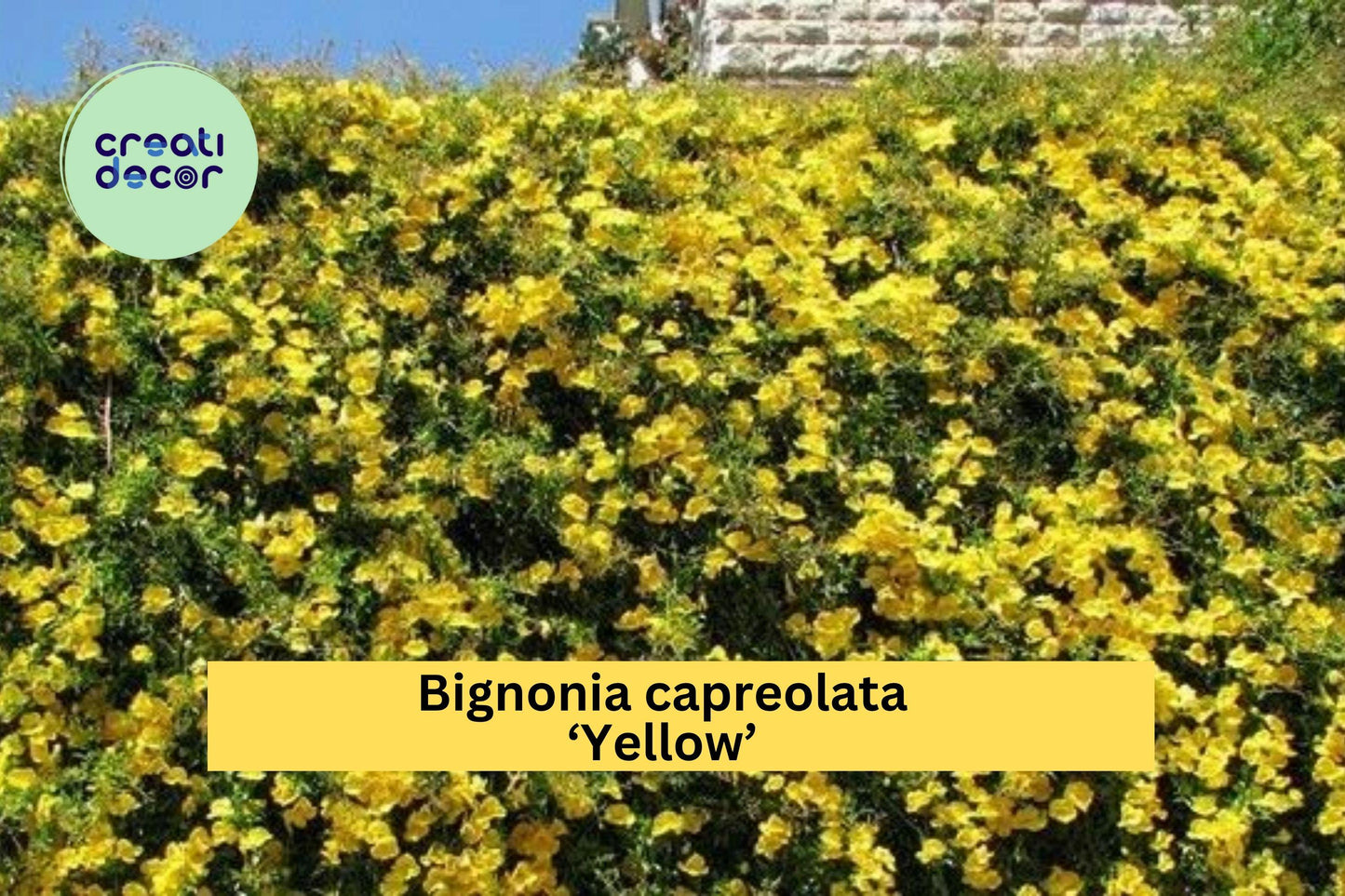 Yellow Crossvine – Bignonia capreolata ‘Yellow’ – Live Rooted Starter Plant, Hardy Flowering Vine That Attracts Butterflies