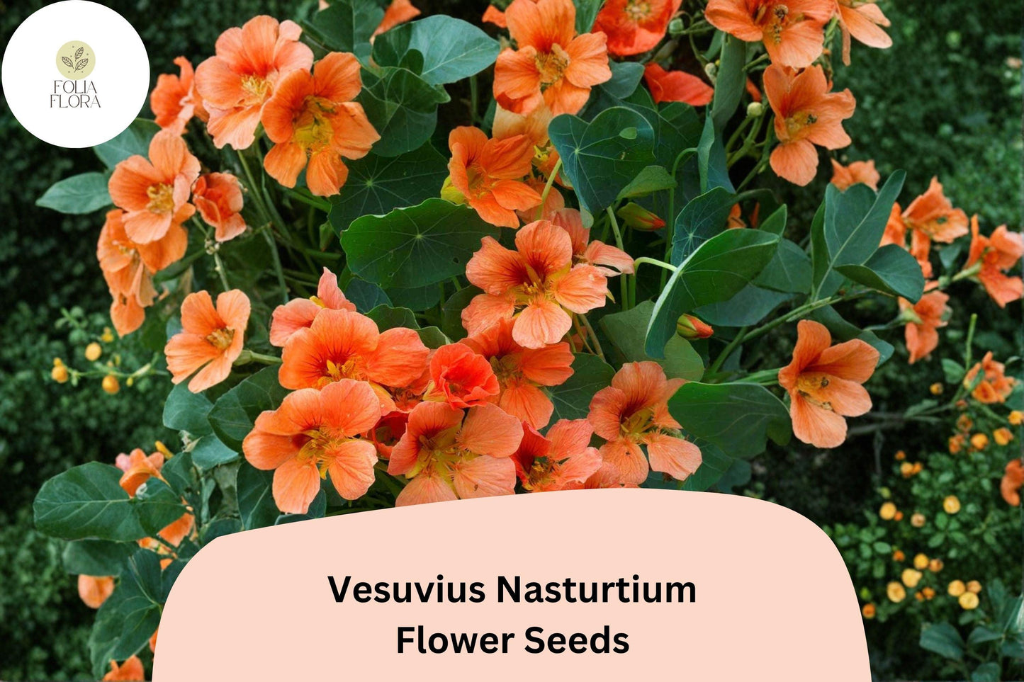 50+ Vesuvius Nasturtium Seeds | Tropaeolum majus | Fiery Red-Orange Blooms | Trailing Annual for Garden
