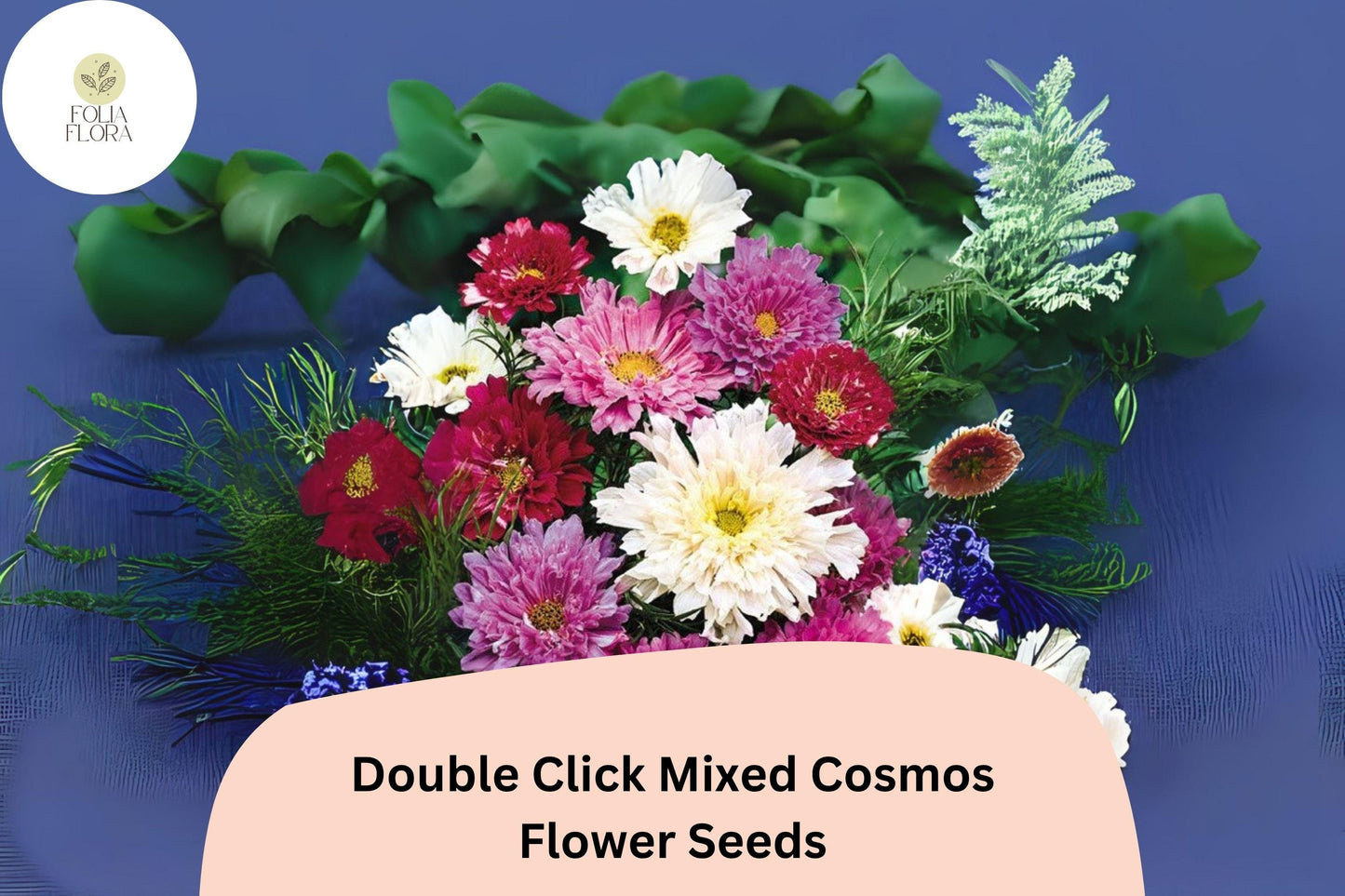 200+ Double Click Mixed Cosmos Seeds | Cosmos Bipinnatus Double Blooms | Colorful Cut Flower Garden Seeds