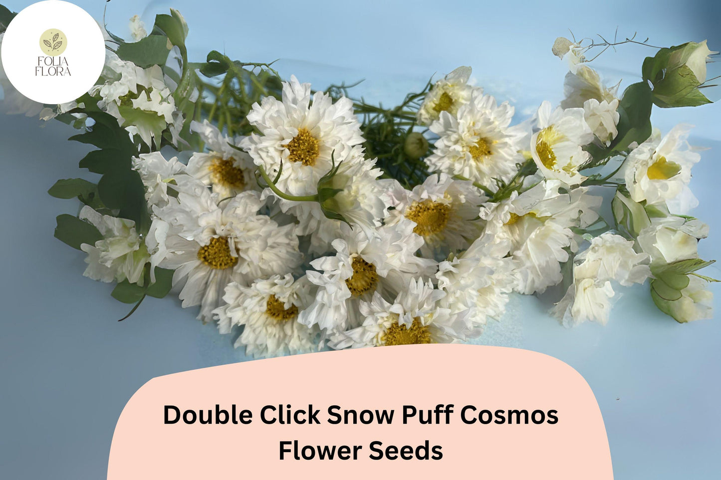 200+ Double Click Snow Puff Cosmos Seeds | Cosmos Bipinnatus White Double Blooms | Garden & Cut Flower Seeds