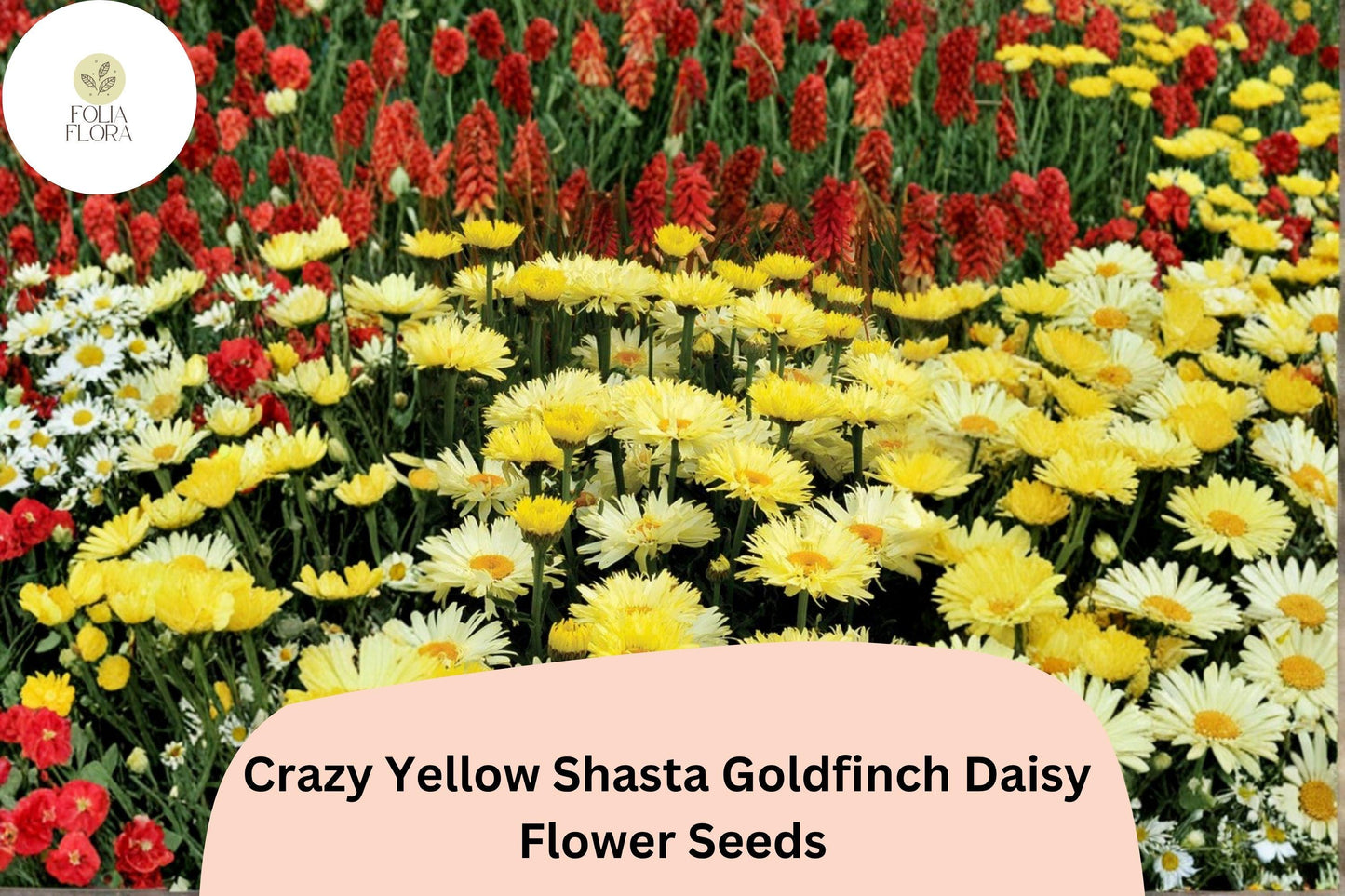 200+ Crazy Yellow Shasta Daisy Seeds | Leucanthemum x ‘Goldfinch’ | Soft Yellow Frilled Blooms | Perennial Garden Flower