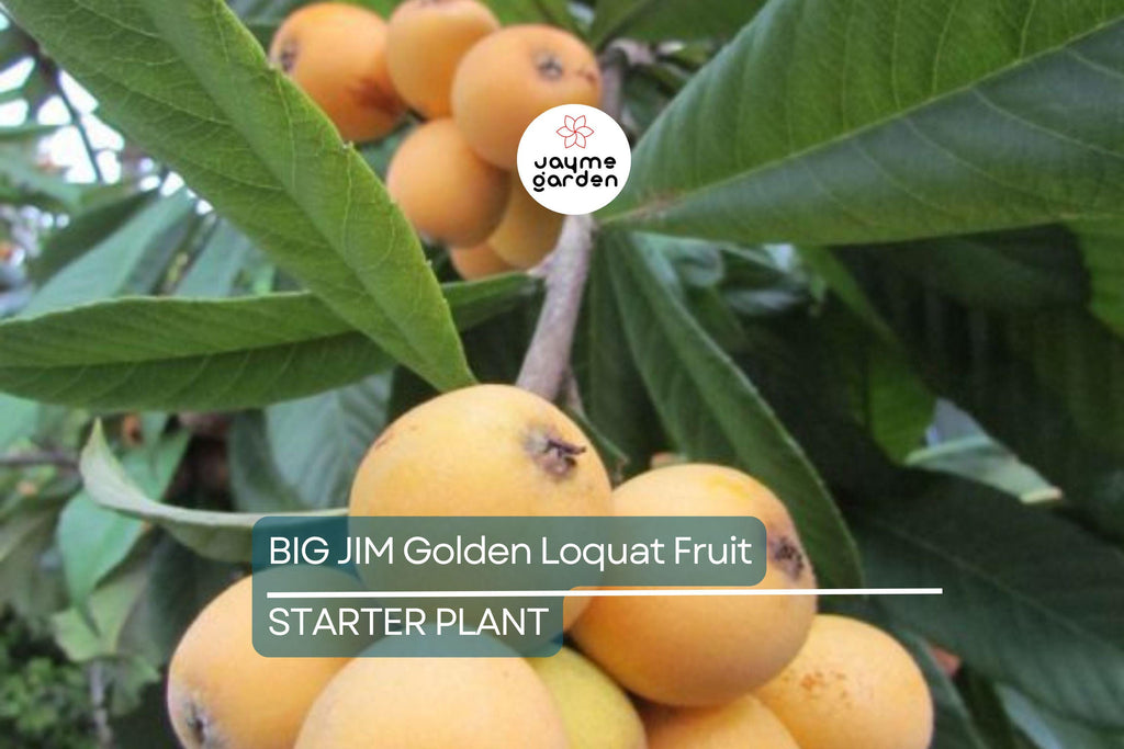 BIG JIM Loquat Fruit Tree Starter Plants - Tropical Japanese Chinese Plum - Big Juicy Fruit, Ready to Grow