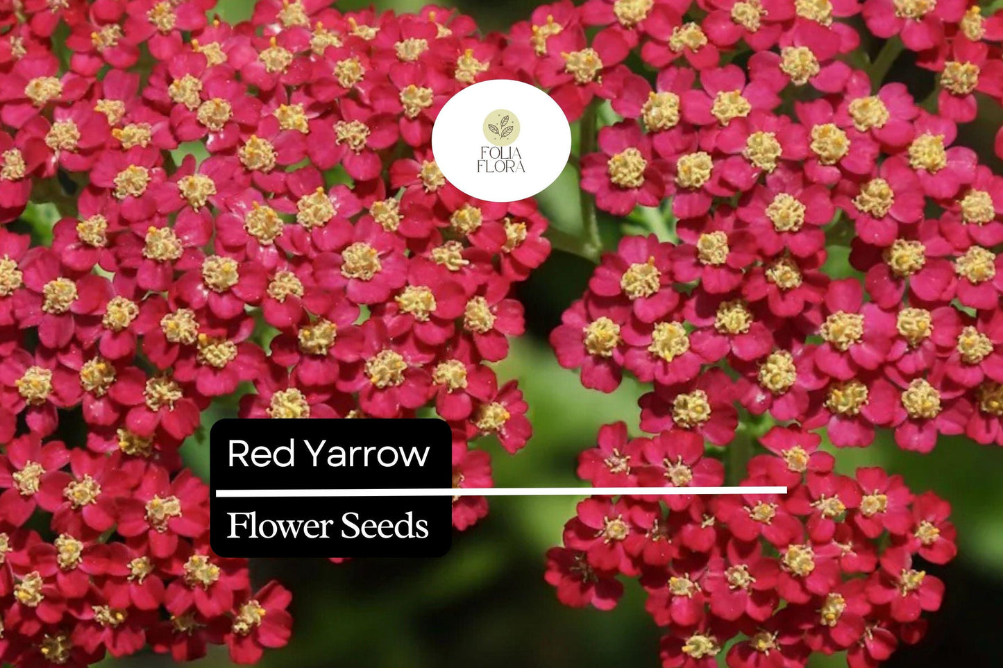 1000 Seeds Red Yarrow – Achillea millefolium, Hardy Perennial Wildflower