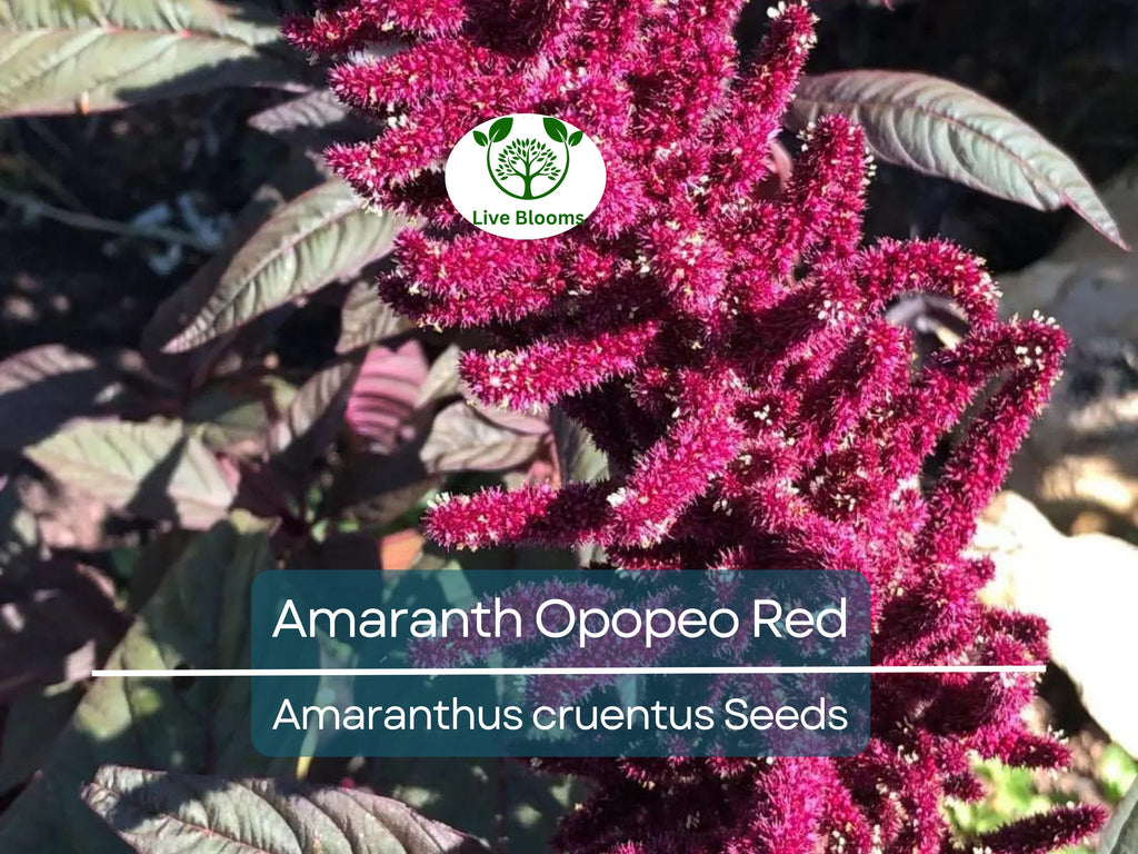 1500 Seeds Amaranth Opopeo Red Flower Edible Leaves & Grain Microgreens Non-GMO (Amaranthus)
