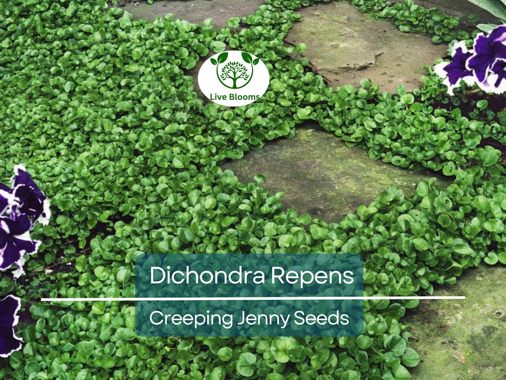 1000 Dichondra Repens Seeds (Creeping Jenny) | Perennial Ground Cover, Evergreen Lawn, Low Maintenance, Fast Growing, Garden Plant
