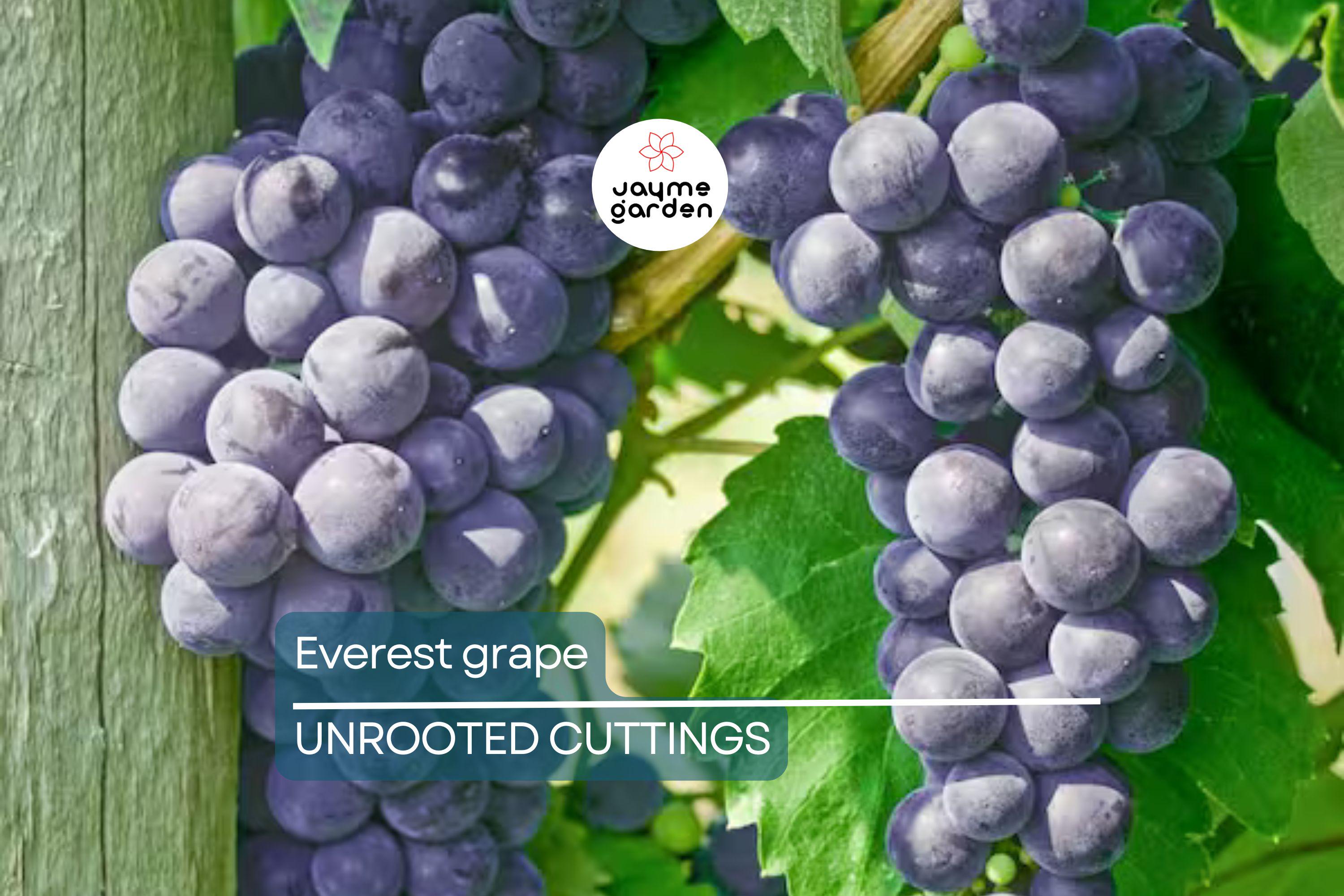 Everest Grape - 4 Healthy Cuttings (2-3 Nodes) for Easy Grafting or Rooting | Seedless Table Grape, Large Blue Berries