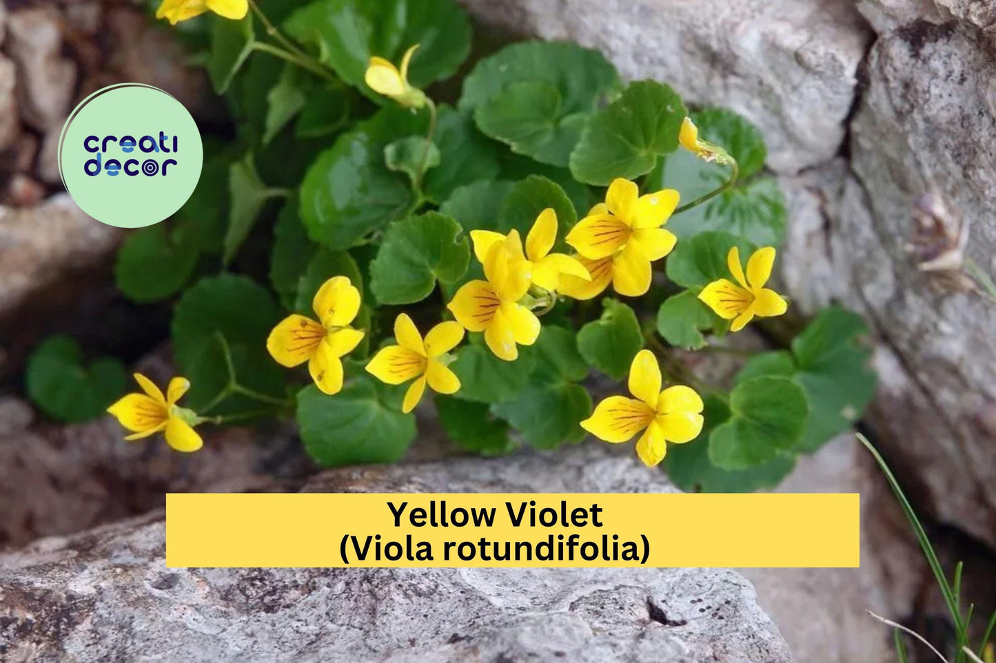 Yellow Violets – Viola rotundifolia Bare Root Plants (5 Qty), Hardy Native Perennial Wildflowers with Cheerful Yellow Spring Blooms