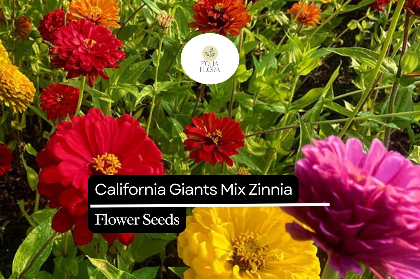 100 California Giant Zinnia Seeds – Zinnia elegans – Huge Vibrant Blooms, Pollinator-Friendly, Easy to Grow