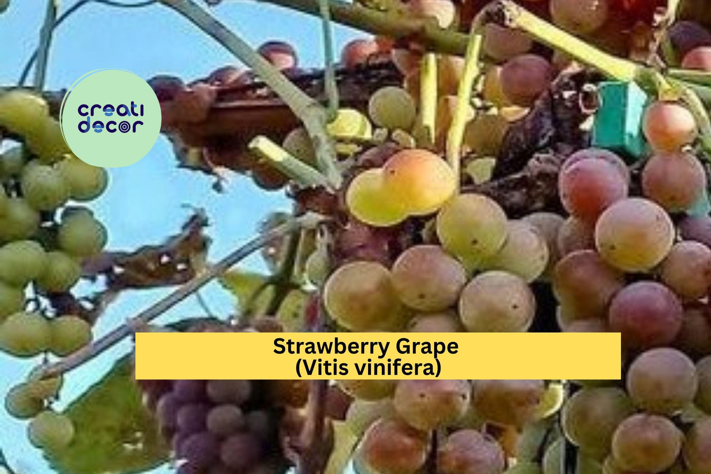 Strawberry Grape Vine Cuttings | 10 Fresh Hardwood Cuttings | Sweet Fruit Variety for Rooting and Home Vineyard Growing