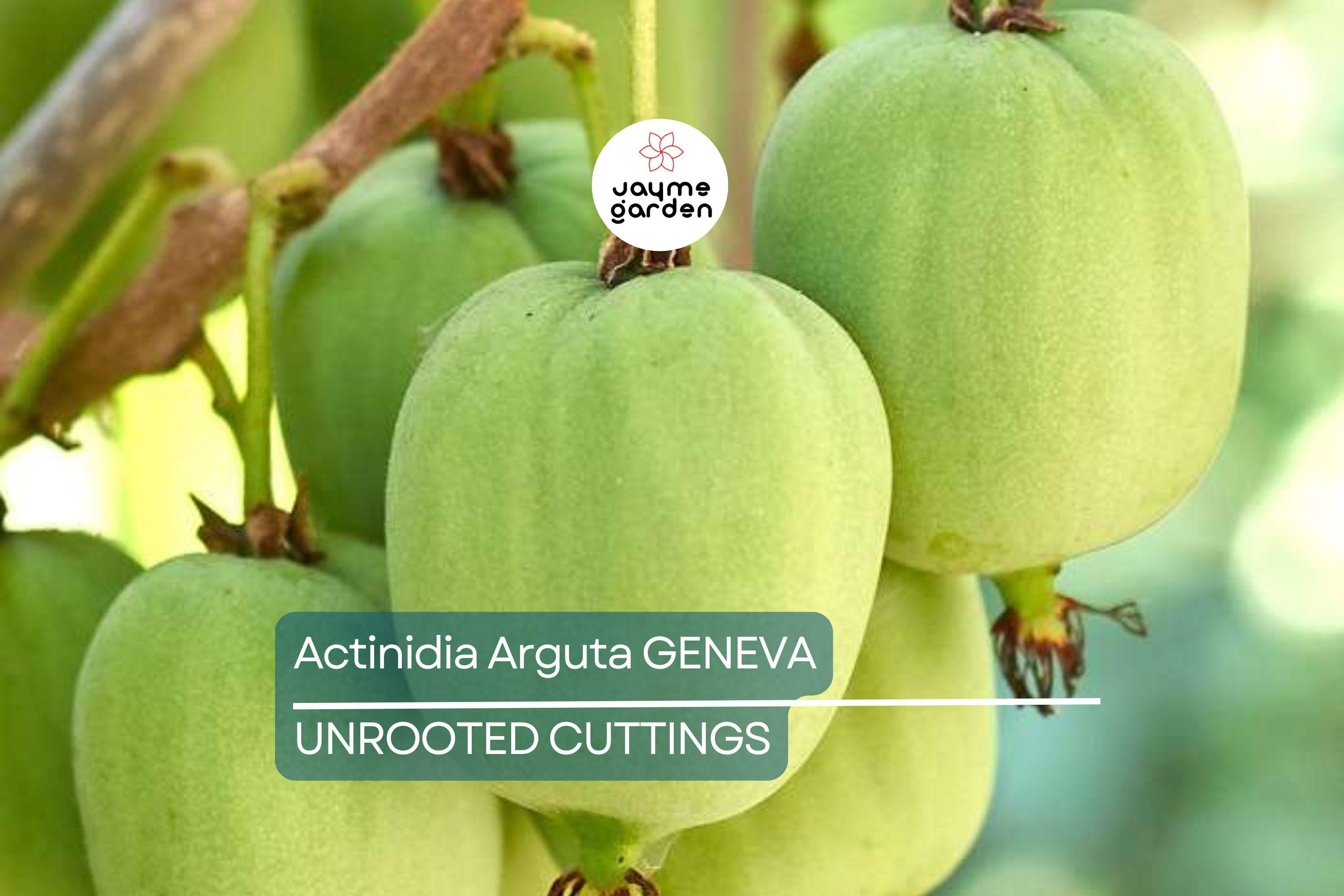 10 Hardy Kiwi Geneva Female Cuttings | Organic Actinidia Arguta | Grow Your Own Tropical Fruit | Root Yourself