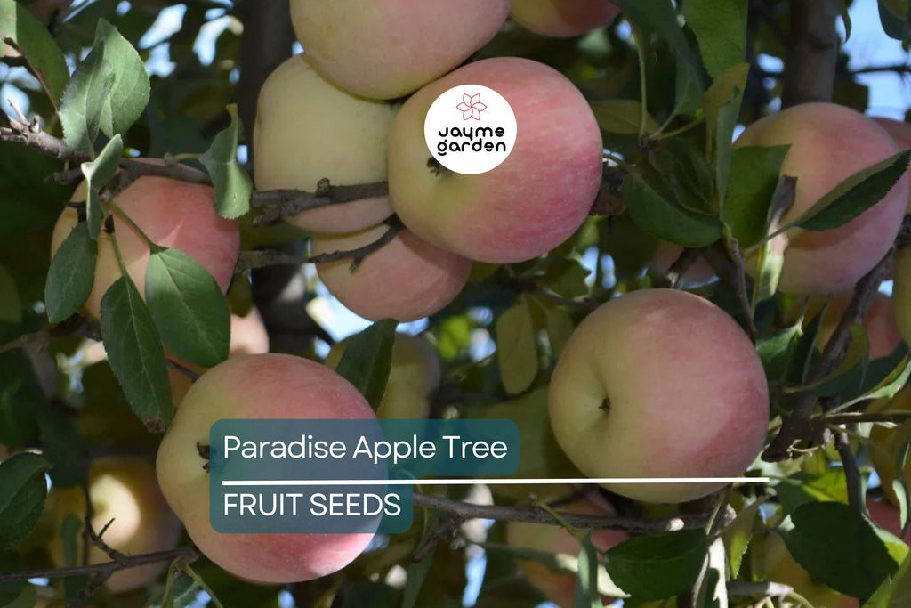 20 Paradise Apple Tree Seeds (Malus pumila) "Red Delicious" – Hardy 15-20 Ft Tall, Fruit & Flower Plant, Cold Tolerant