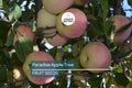 20 Paradise Apple Tree Seeds (Malus pumila) "Red Delicious" – Hardy 15-20 Ft Tall, Fruit & Flower Plant, Cold Tolerant