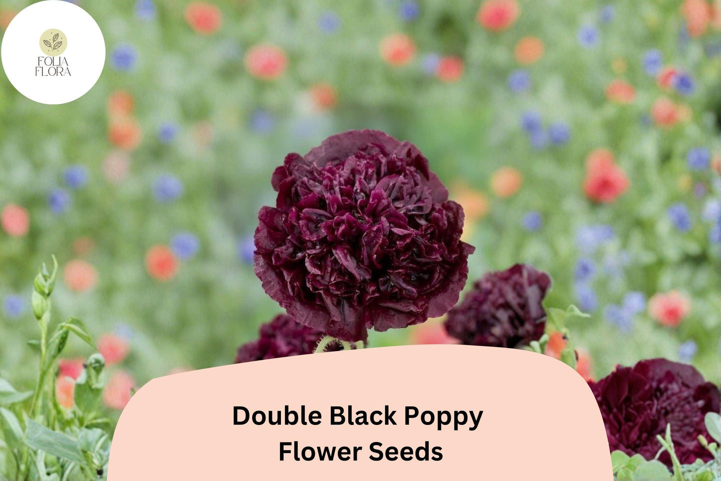 200+ Double Black Poppy Seeds for Garden Planting – Deep Maroon Blooms, Easy to Grow Flowers