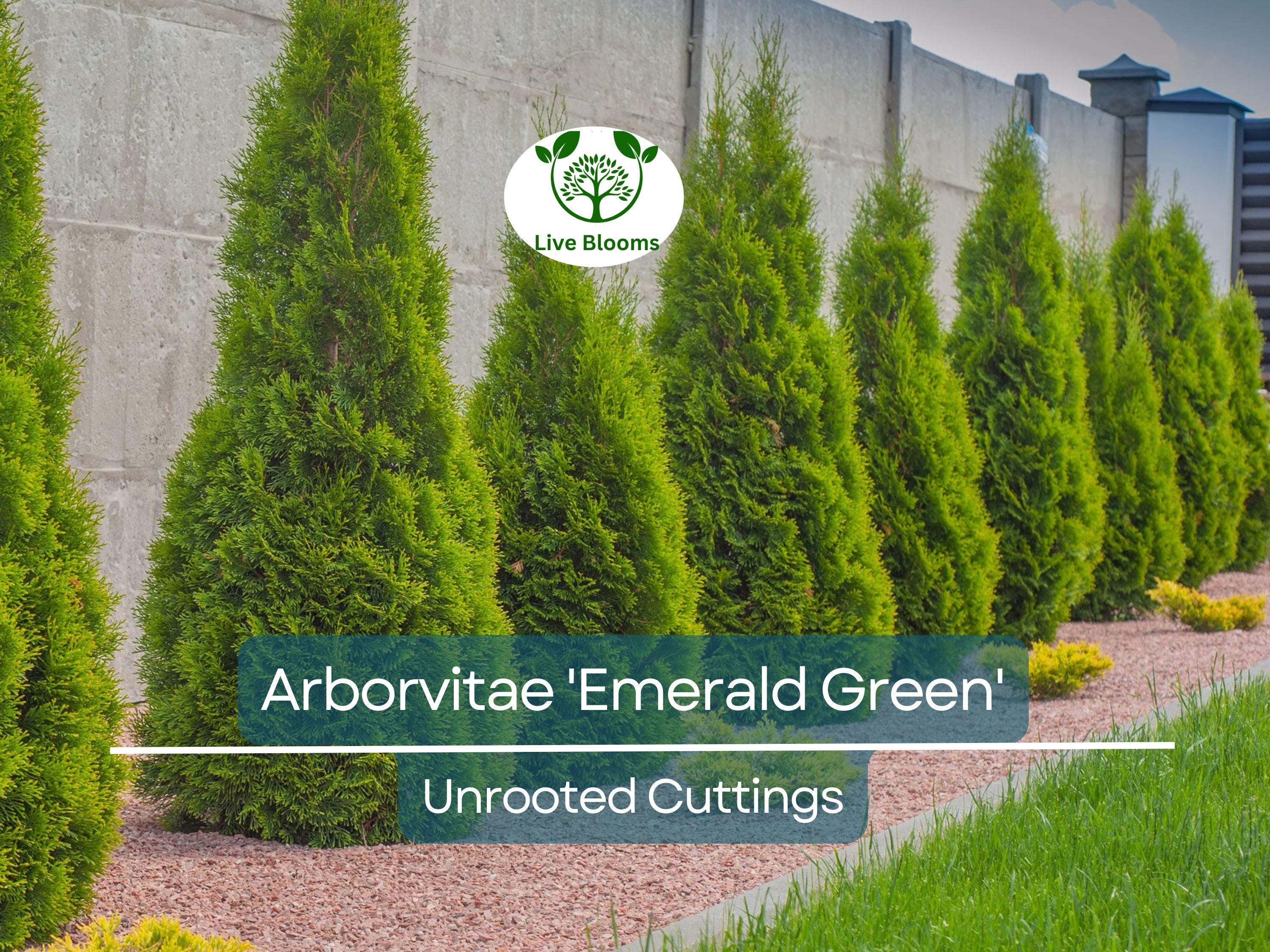 10 Arborvitae Emerald Green Cuttings, Thuja Emerald, Unrooted Shrub 10-15 cm Long - Hardy, Fast-Growing Evergreen for Privacy & Landscaping