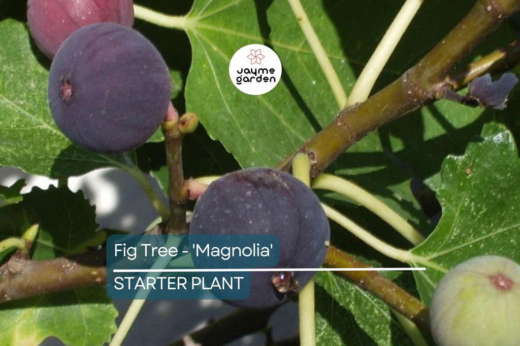 Magnolia Fig Tree | Ficus Carica | Fruiting Tree | Zones 7-10 | Blowout Price