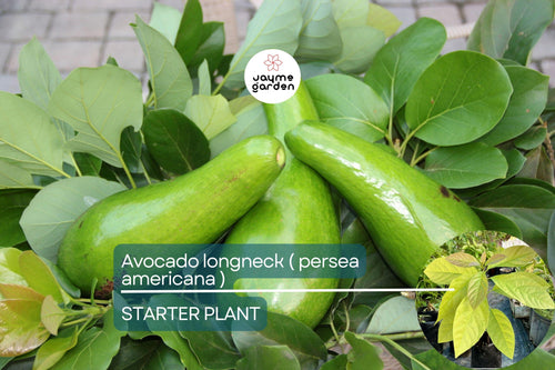 1 Avocado Longneck Tree - Live Tropical Fruit Seedling 1’-2’ Tall | Year-Round Fruit | Easy Care for Gardens
