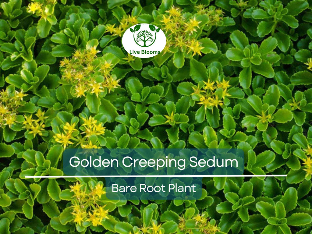 15 Ground Cover Golden Creeping Sedum, Yellow Perennial, Sedum acre, Drought Tolerant, Low Maintenance, Bare Root Plants for Garden