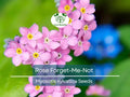 200 Seeds Rose Forget-Me-Not Myosotis Perennial Flowers Ground Cover Border Non-GMO, Easy to Grow, Beautiful Blooms, Garden Plant