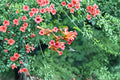 Trumpet Creeper Vine Seeds – Bright Orange Summer Flowers, Easy Grow Climber (30 Seeds)
