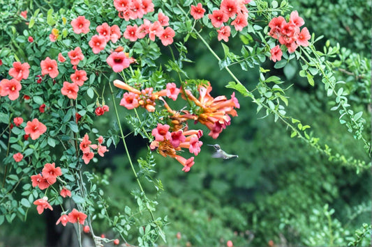 Trumpet Creeper Vine Seeds – Bright Orange Summer Flowers, Easy Grow Climber (30 Seeds)