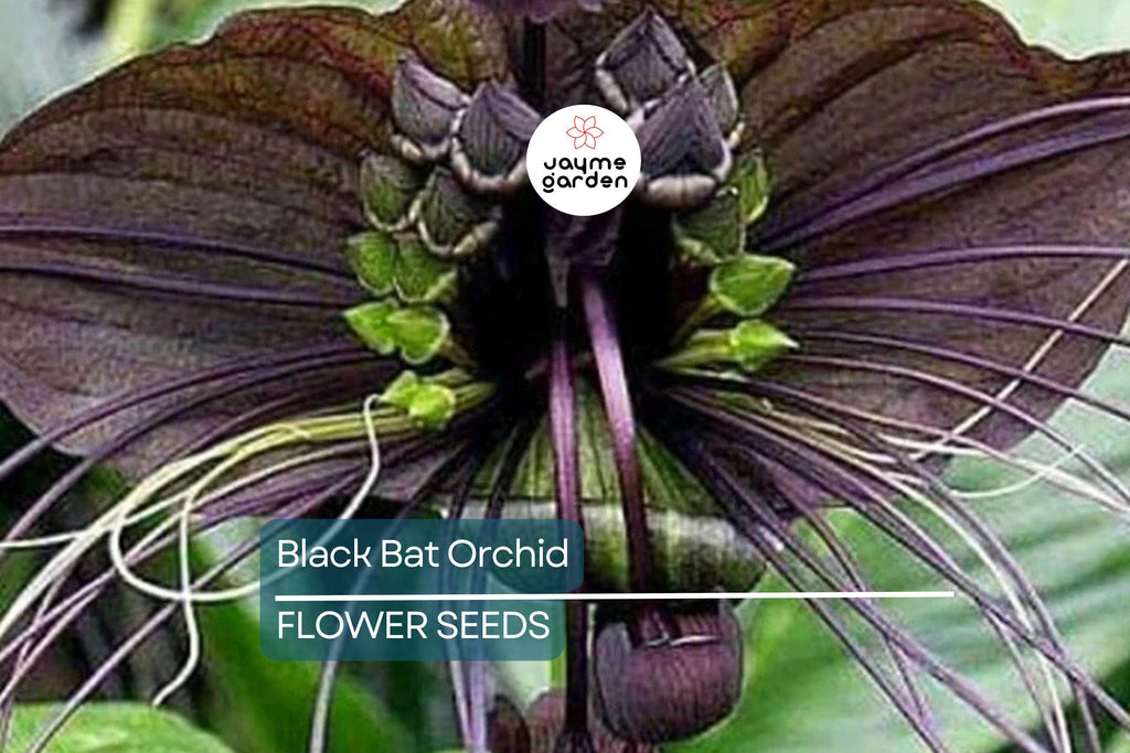 5 Black Bat Orchid Seeds (Tacca chantrieri) – Rare Tropical Houseplant, Unique Bat-Shaped Blooms, USDA Zones 10-11, Indoor or Outdoor
