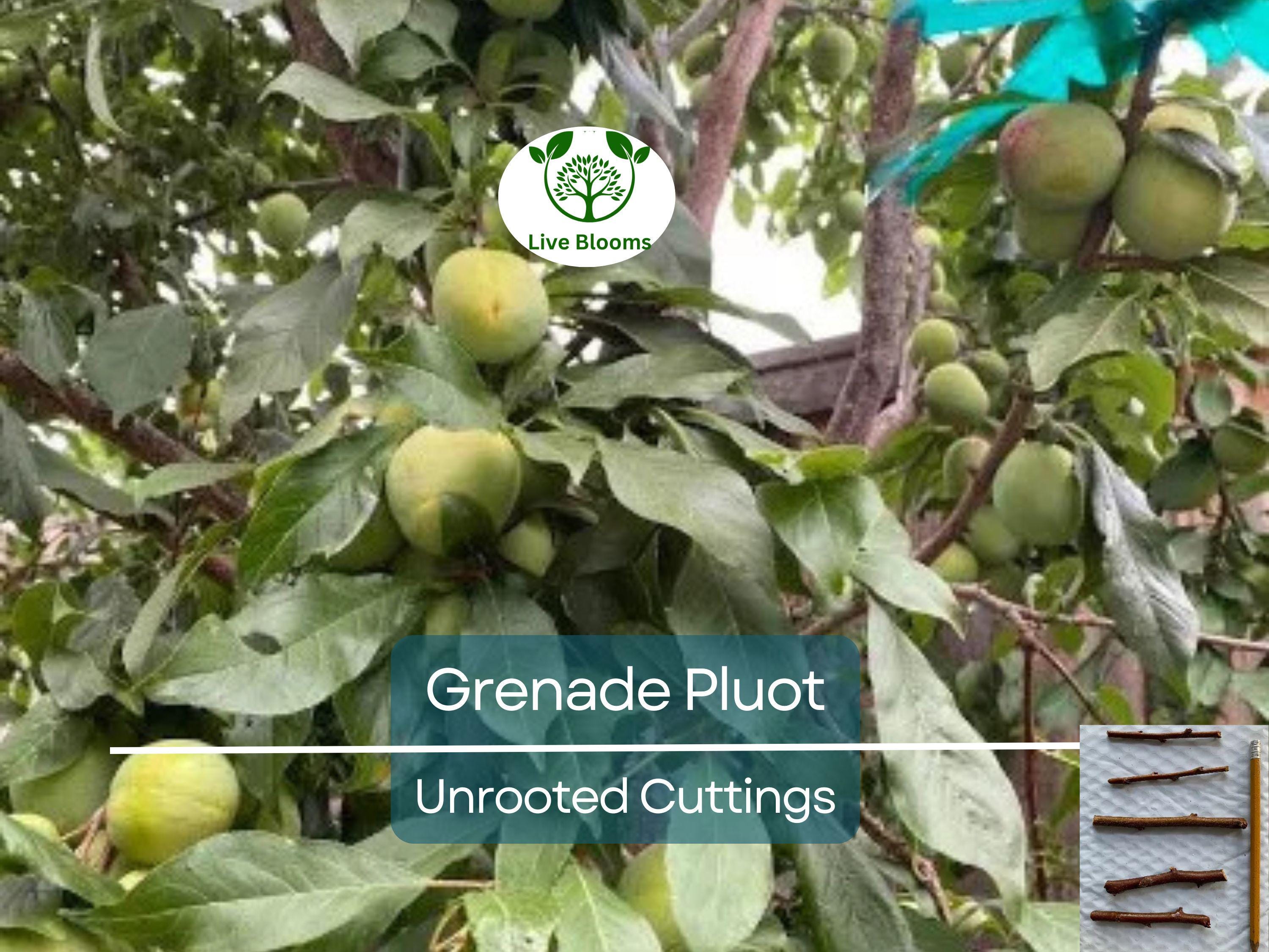 5 Grenade Pluot Unrooted Cuttings, 2-5 Inches Long, Propagate Your Own Fruit Tree, Delicious Hybrid Pluot, Easy to Grow and Care For