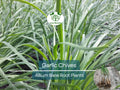 50 Garlic Chives Plants - Live Bare Root Organic Leek - Allium tuberosum, Edible Perennial Herb, Non-GMO, Hardy Garden Starter