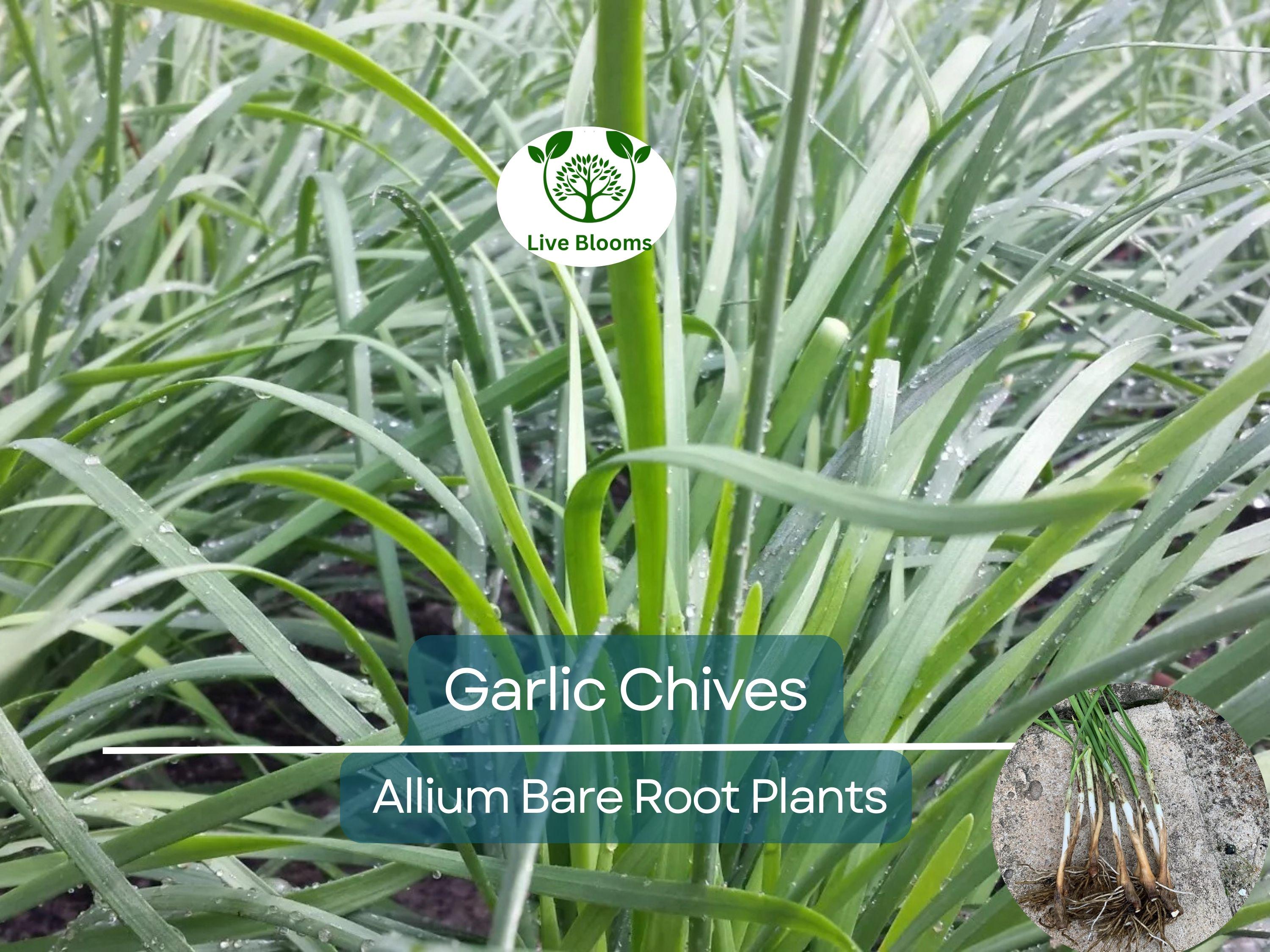 50 Garlic Chives Plants - Live Bare Root Organic Leek - Allium tuberosum, Edible Perennial Herb, Non-GMO, Hardy Garden Starter
