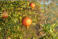 Sirenevyi Pomegranate 3 Cuttings 6-8" (Punica granatum) Unrooted Pomegranate Cuttings