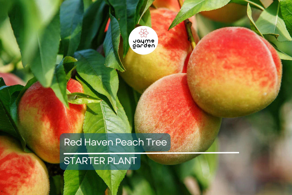Two 2 Ft Red Haven Peach Tree | Dwarf, Pink Blossoms, Disease-Resistant | Ready to Plant | Non-GMO