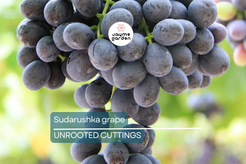 Sudarushka Grape Cuttings | 2 Hardwood Cuttings | Imported from Ukraine | Easy to Root | Early Ripening, Sweet Juicy Berries