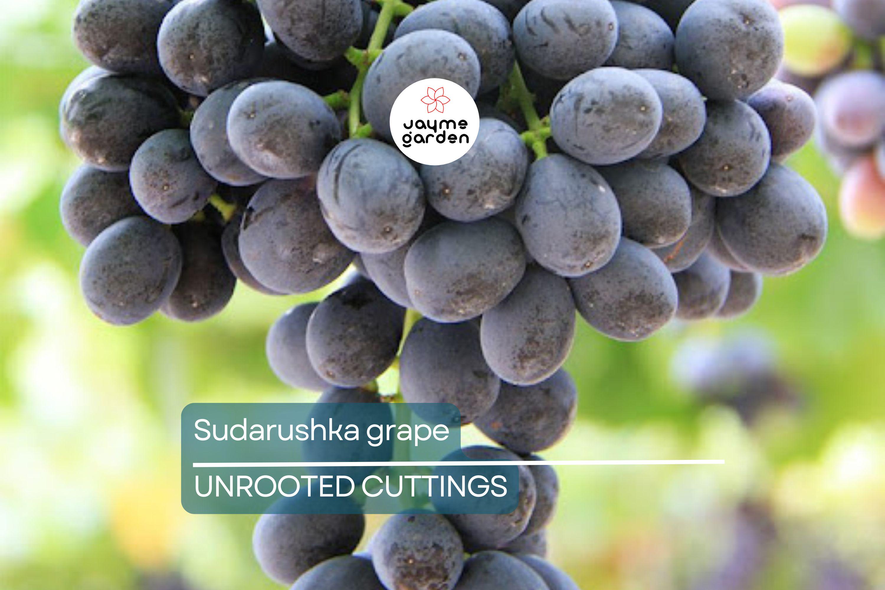 Sudarushka Grape Cuttings | 2 Hardwood Cuttings | Imported from Ukraine | Easy to Root | Early Ripening, Sweet Juicy Berries