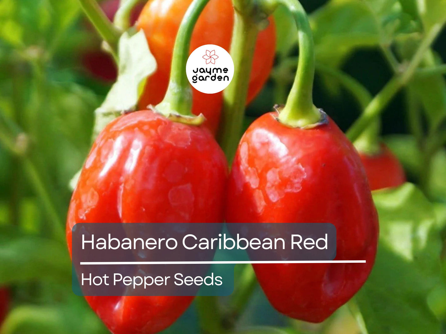 250mg Seeds Habanero Caribbean Red Hot Pepper | Heirloom Pepper for Planting | Extra Spicy | Compact Plant | Perfect for Salsas & Sauces
